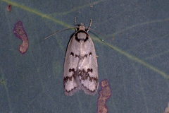 Compsotropha selenias