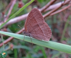 Capronnieria galesus