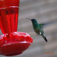 Saucerottia cyanifrons