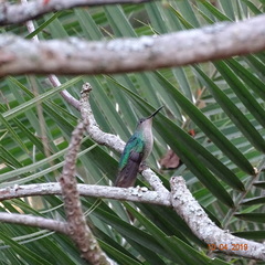 Saucerottia cyanifrons