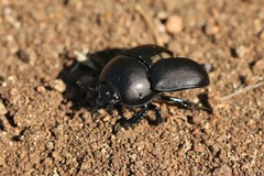 Geotrupes opacus