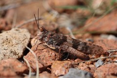 Trimerotropis saxatilis