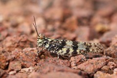 Trimerotropis saxatilis