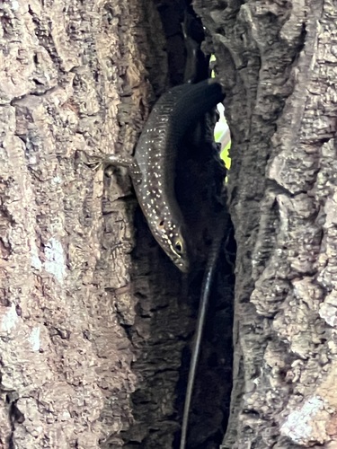 Speckle-lipped Mabuya