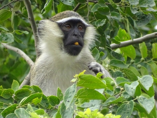 Tantalus Monkey