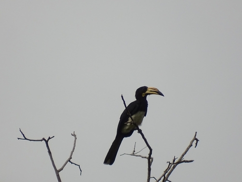 West African Pied Hornbill