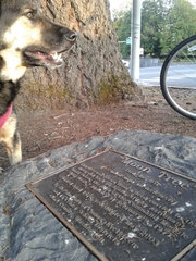 Pseudotsuga menziesii