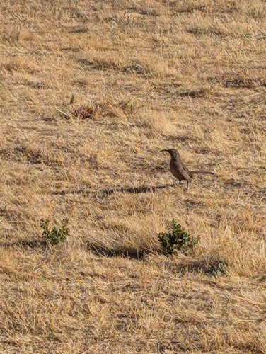 iNaturalist observation photo of California Thrasher