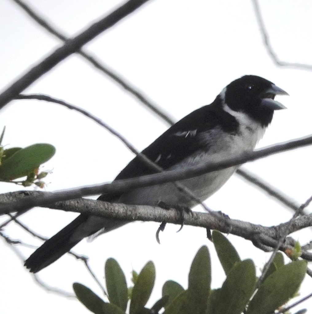 White-naped Seedeater