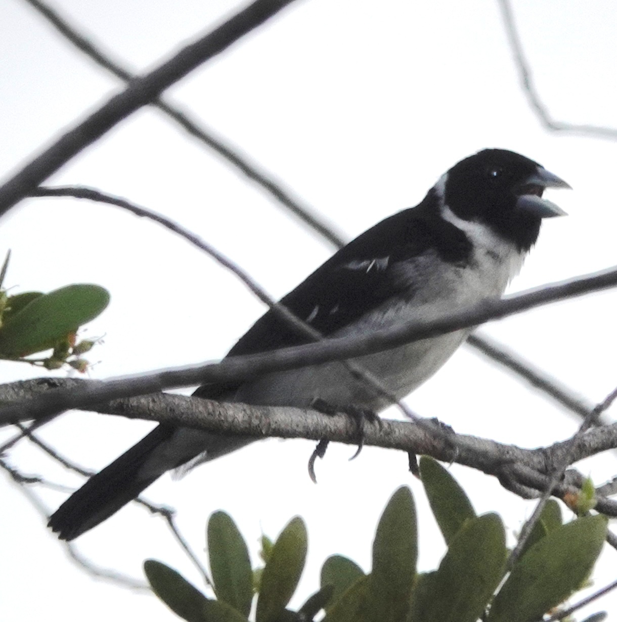 White-naped Seedeater illustration