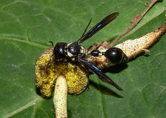 Zethus spinipes variegatus