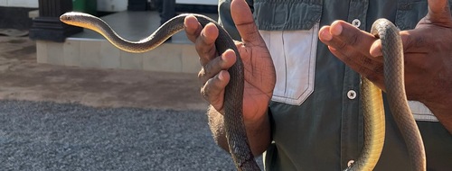 Olive Whip Snake