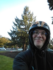 Pseudotsuga menziesii