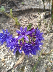 Codonorhiza elandsmontana