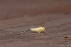 Cicadellidae