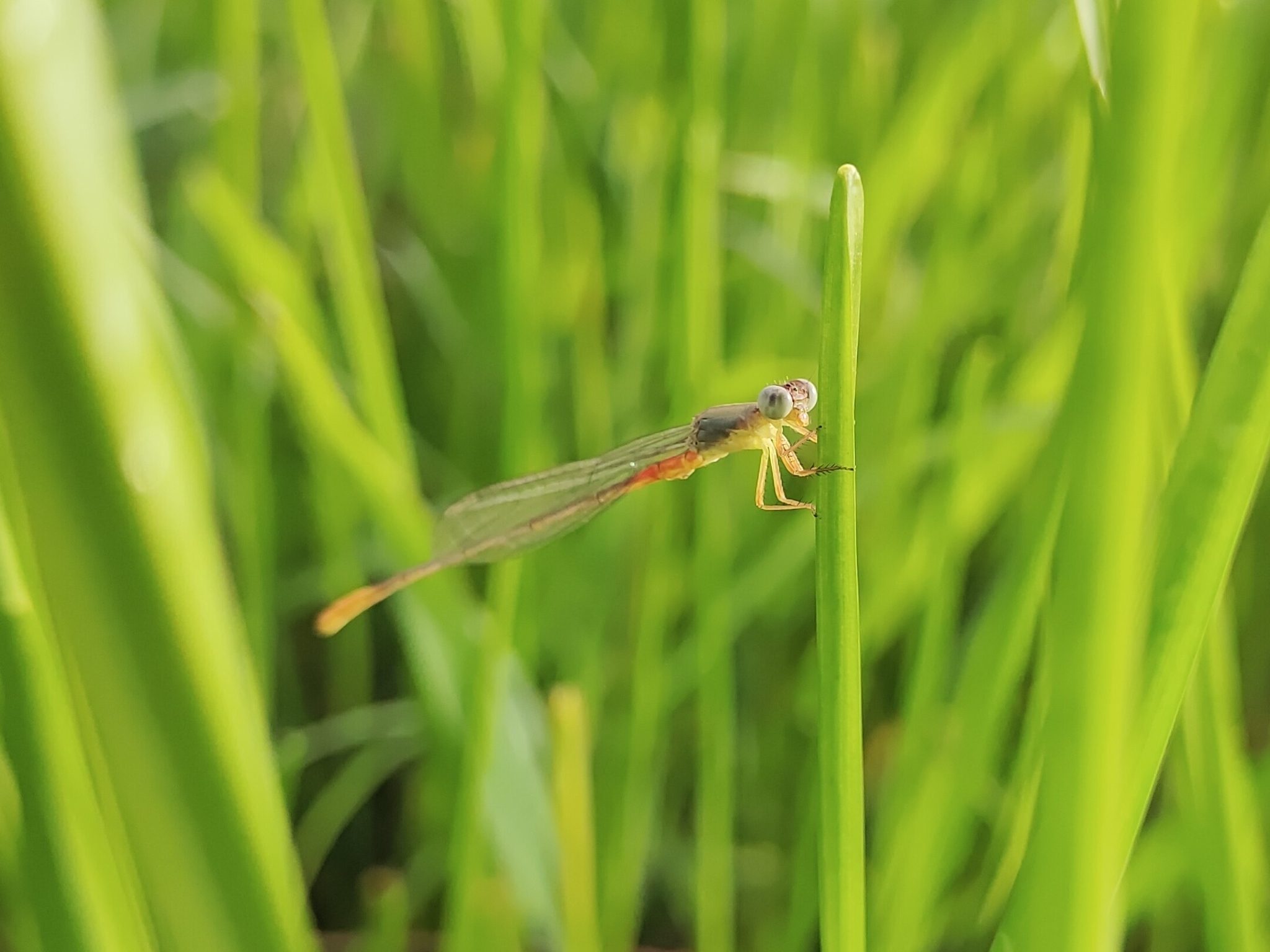 Orange-Tailed Marsh Dart