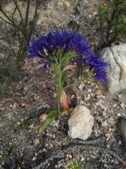 Codonorhiza elandsmontana