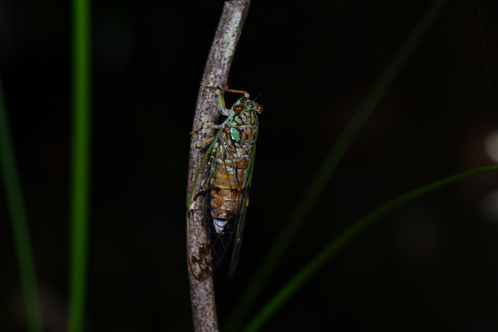 Inthaxara flexa