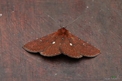 Lepidoptera