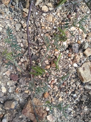 Indigofera cerasiflora