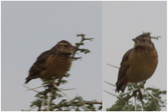 Mirafra rufocinnamomea