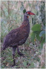 Pternistis rufopictus