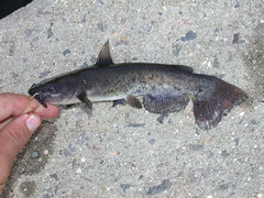 Ameiurus platycephalus