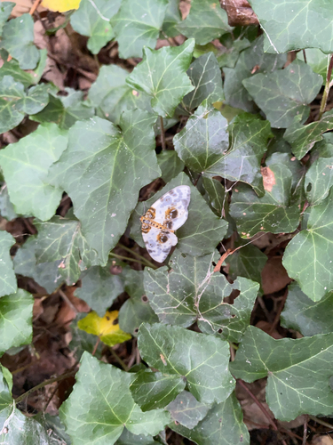 Clouded Magpie, Appelscha, photo 10 of 10