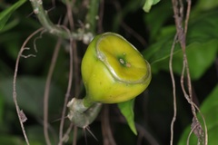 Leuenbergeria bleo