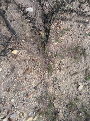 Indigofera cerasiflora