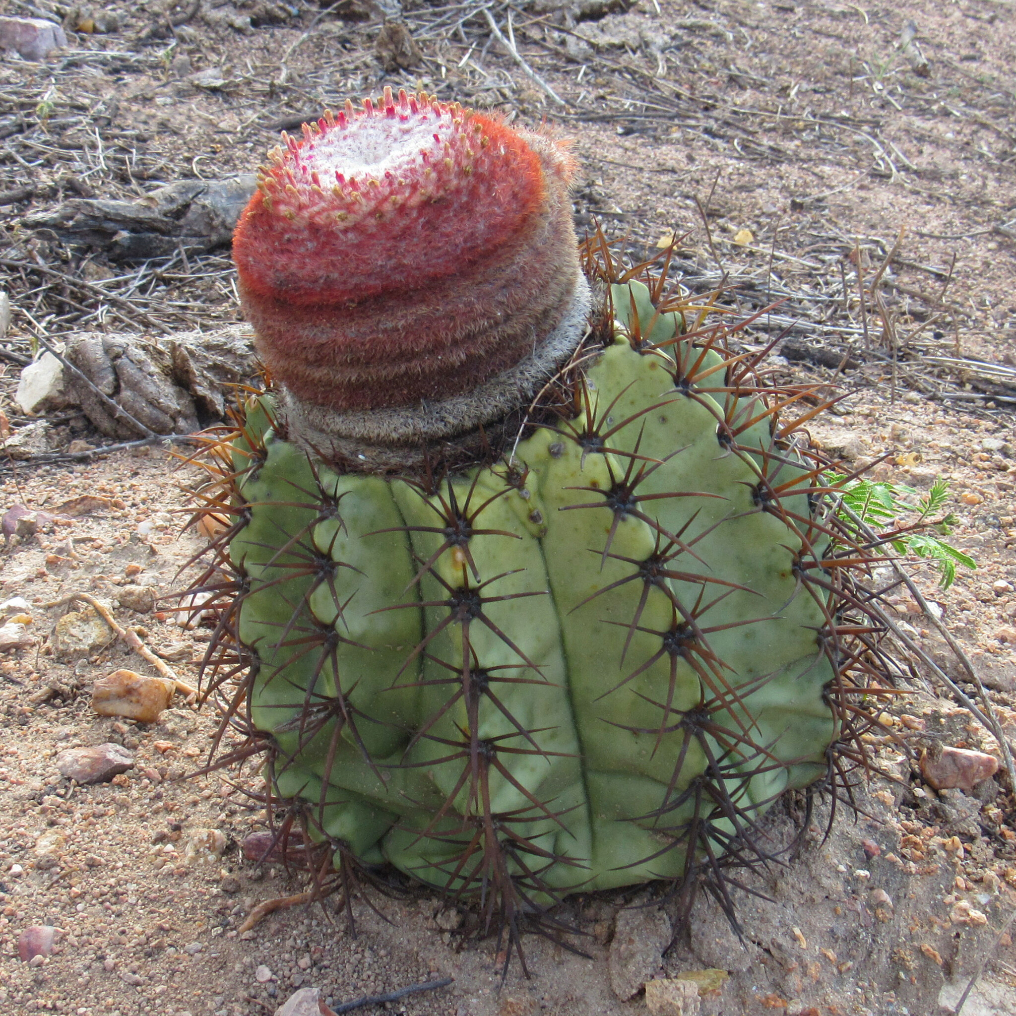 Melocactus zehntneri