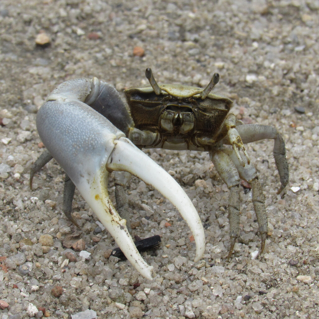 Biting Fiddler Crab