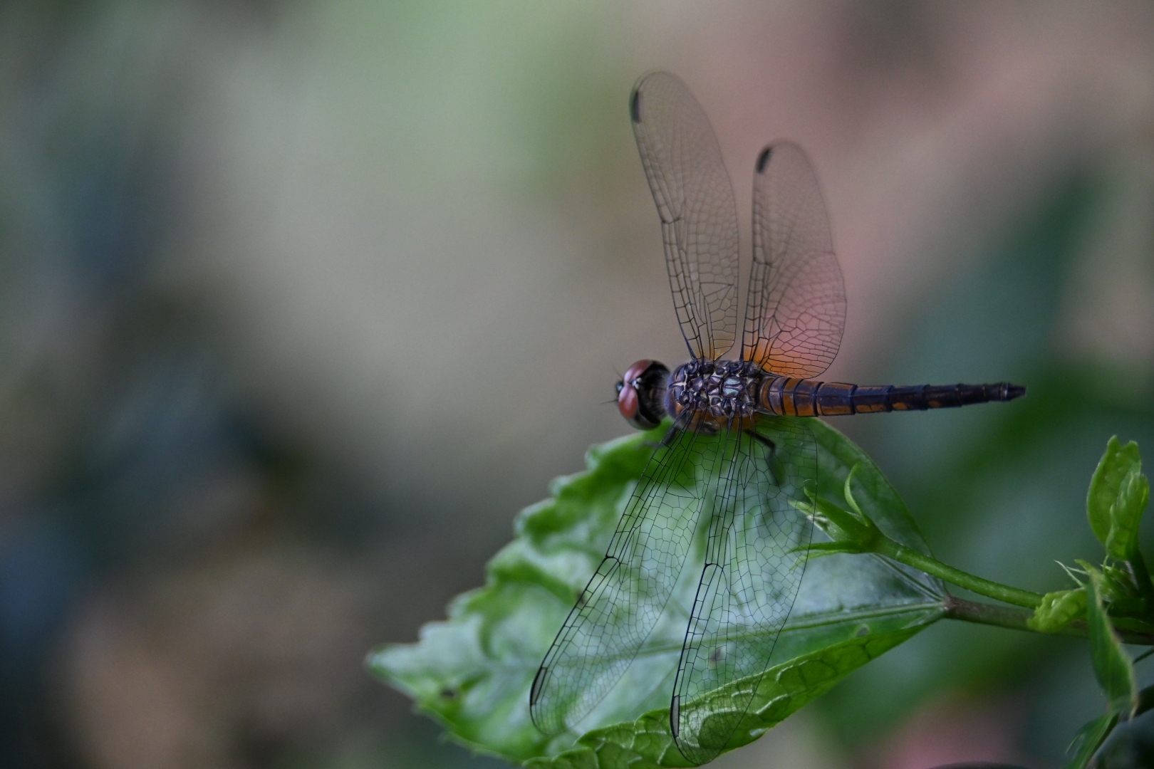 Rufous-Backed Marsh Hawk