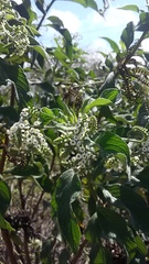 Tournefortia pubescens