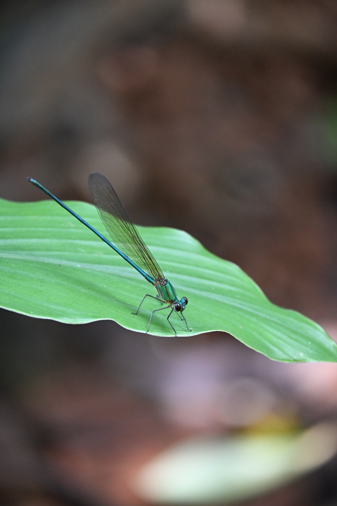 Clear-Winged Flashwing