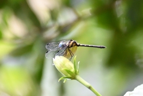 Pigmy Skimmer
