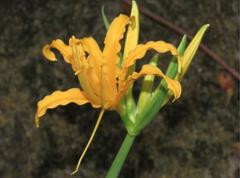 Lycoris aurea