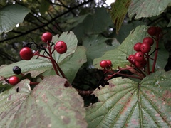 Viburnum furcatum
