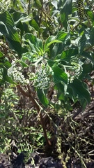 Tournefortia pubescens