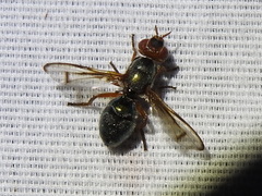 Senopterina caerulescens