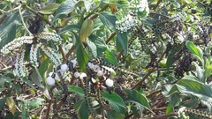 Tournefortia pubescens