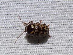 Cryptocephalus cribripennis