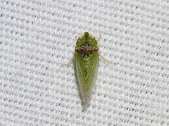 Xerophloea viridis