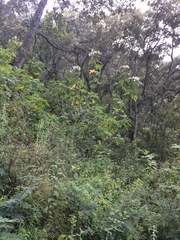 Montanoa grandiflora