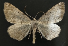 Prochoerodes forficaria