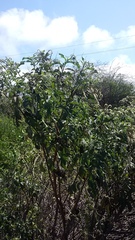 Tournefortia pubescens