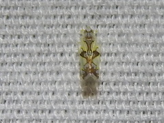 Protalebrella conica