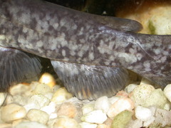 Ameiurus brunneus
