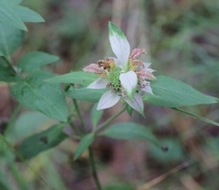 Monarda punctata arkansana