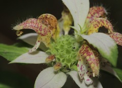 Monarda punctata arkansana